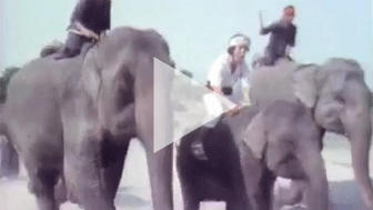 #6 征平、タイで象に乗る！